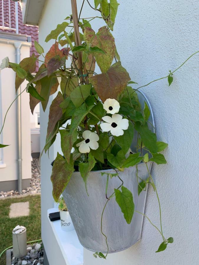 Appartement Haus Vicus Greifswald